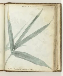 Das Blatt des Bambusrohrs