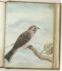 Holländischer Vogel