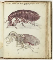 Holländische Frauenfloh