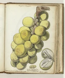 Lanssat, eine ostindische Frucht
