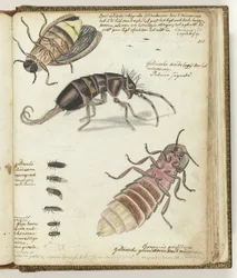 Ostindische und Gelderse Glühwürmchen