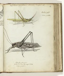 Ostindische Heuschrecken