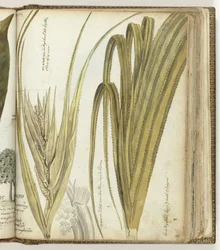 Poedak, Ostindische Blume