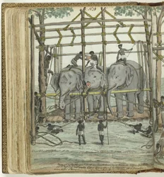 Zähmung eines Elefanten