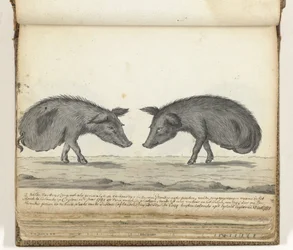 Schweine ohne Hinterbeine