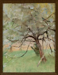 Apfelbaum