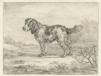 Spaniel stehend in einer Landschaft