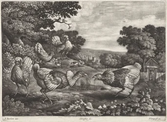Kämpfende Hühner