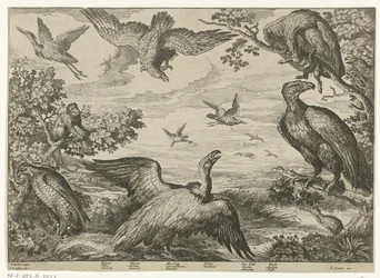 Verschiedene Vögel und ein Affe