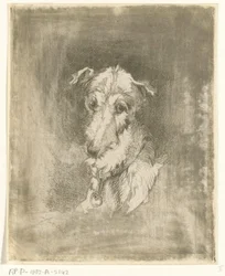 Kopf eines Windhundes