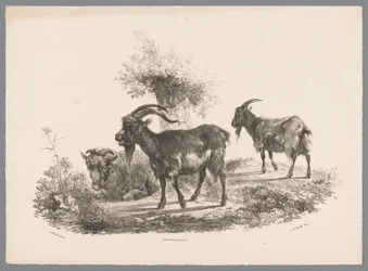 Twee geiten en een schaap bij een boom