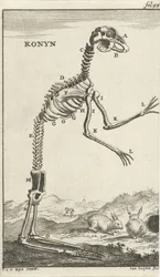 Skelett eines Kaninchens (Konyn)