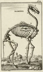 Skelett eines Kamels, ca. 1680er