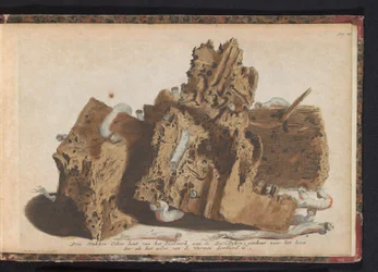 Teile von Pfählen, die von Schiffsbohrwürmern befallen sind, 1731