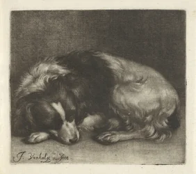 Schlafender Hund, möglicherweise ein Spaniel