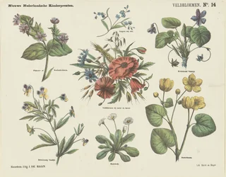 Feldblumen