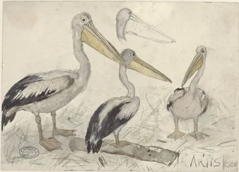 Pelikanen im Artis Zoo