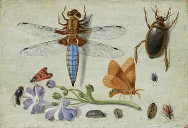 Ein Maikäfer, Käfer, Asseln und andere Insekten, mit einem Aurikelzweig, frühe 1650er