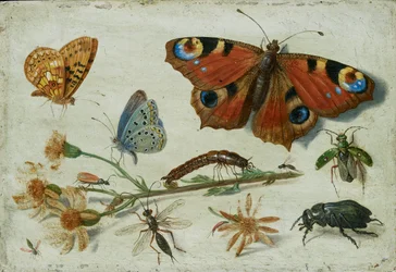Drei Schmetterlinge, ein Käfer und andere Insekten, mit einem Schnitt von Greiskraut, frühe 1650er Jahre