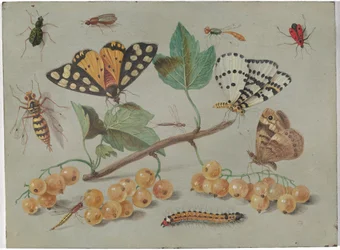 Studie von Schmetterlingen und Insekten