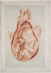 Ms Hunter 658, Tafel XII, Zeichnung für William Hunters (1718-83) „Anatomie der menschlichen schwangeren Gebärmutter“, 1774