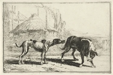 Rüde und Hündin