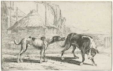 Rüde und Hündin Tiere (Serientitel) Zoographiam (Serientitel)
