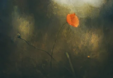 Träumerischer roter Mohn