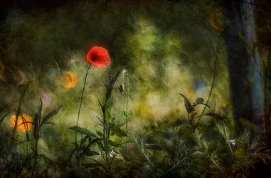 Träumerischer roter Mohn
