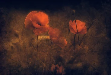 Stimmungsvolle rote Mohnblumen