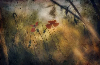 Weiche rote Mohnblumen