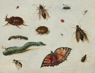 Insekten, von Jan Van Kessel dem Älteren