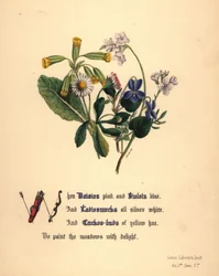 Gänseblümchen, Veilchen, Wiesenschaumkraut und Kuckucksblumen