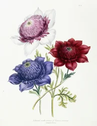 Kultivierte doppelte Sorten von Anemone coronaria, 1843-49