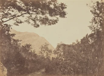 Akazie, Como