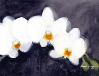 Weiße Phalaenopsis-Orchidee, ca. 2021