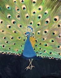 Pfau im Woodland Park Zoo