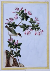 Vogel - Japanischer Druck