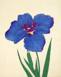 Gosetsu-no.-Mai, Nr. 9, 1898