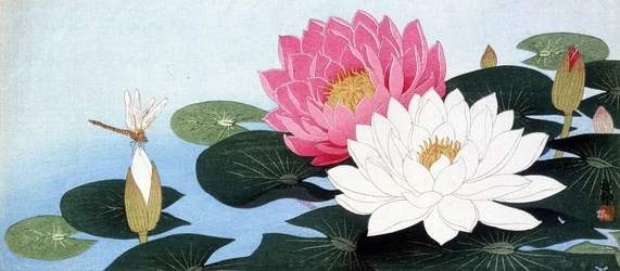Seerosen und Libelle - Japanischer Druck