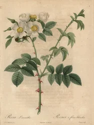 Weiße Rose, Rosa leucantha