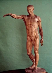 Menschliche Anatomie. Écorché