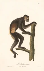 Schwarzindri (Indri Niger)