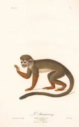 Gewöhnlicher Totenkopfaffe (Simia sciurea)