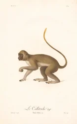 Grüner Meerkatze (Simia Sabaea)