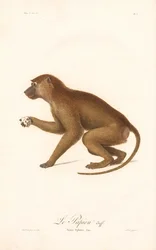 Guinea Pavian (Simia Sphinx)