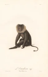 Löwenschwanzmakak (Simia Silenus)