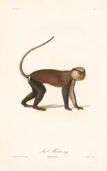 Mona Meerkatze (Simia mona)
