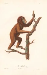 Orang-Utan (Simia satyrus)