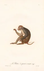 Patasaffe (Simia Patas)